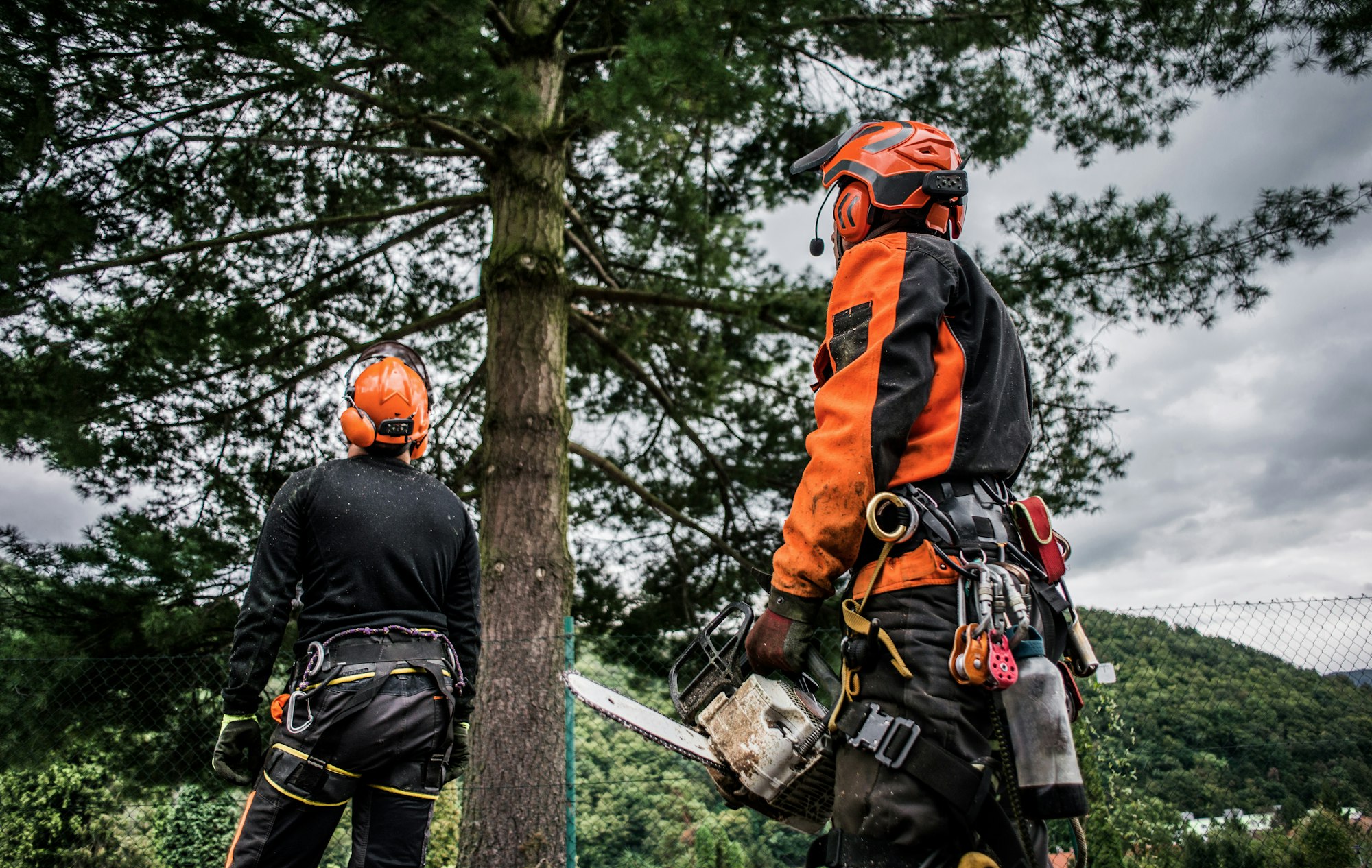 Arborist men with chainsaw cutting a tree, planning in landscaping project in Collegeville