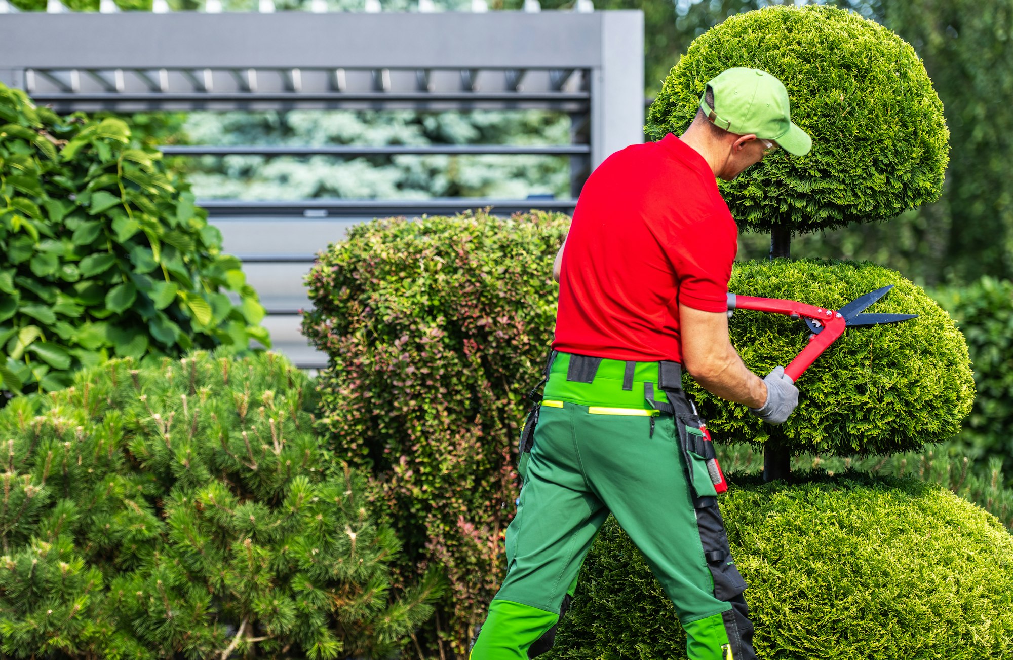 Landscaper Trimming Hedges With Shears