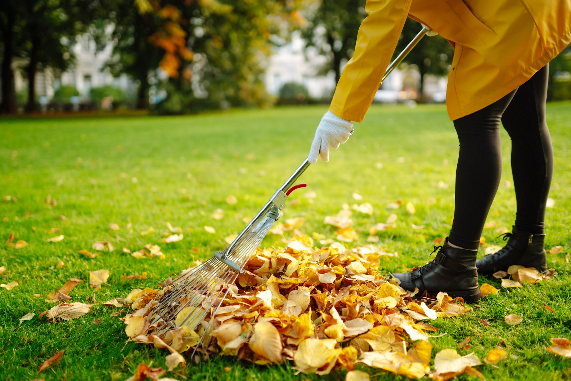 Removal of leaves in autumn garden. Rake, pile of fallen leaves on lawn in autumn park. Volunteering