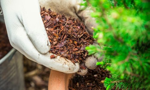 Gardening - Mulching plants with pine bark againts to weeds