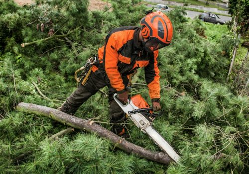 Lumberjack with chainsaw cutting a tree in town for in landscaping project in Collegeville