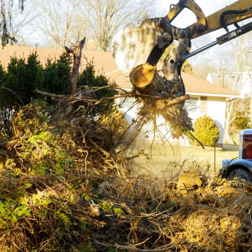 Old trees are being removed in cities tree trunk for loading into truck.