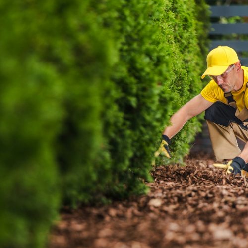 Professional Gardener Arranging the Garden Mulch in the Front Yard