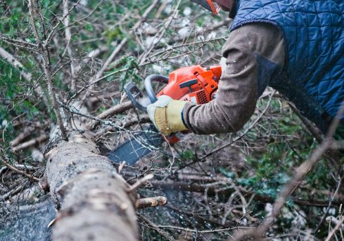 Professional Lumberjack Cutting a big Tree in the Forest for landscaping project in Collegeville