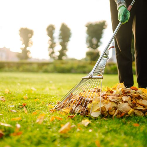 Removal of leaves in autumn garden. Rake, pile of fallen leaves on lawn in autumn park. Volunteering