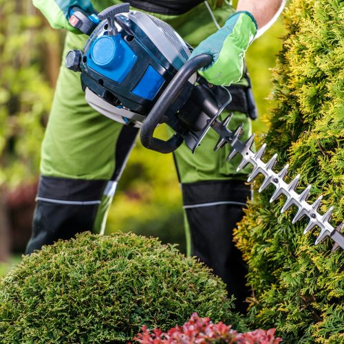 Thujas Green Wall Shaping with Hedge Trimmer